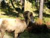 PICTURES/Wind Cave National Park/t_Big Horn Sheep3.JPG